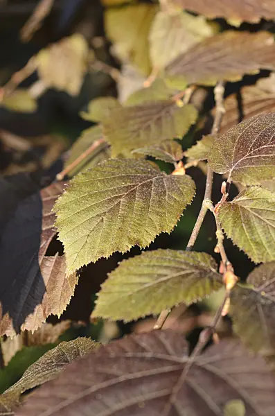 496048 - Filbert (Corylus maxima 'Purpurea')