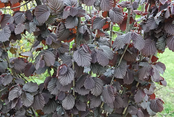 502177 - Filbert (Corylus maxima 'Purpurea')