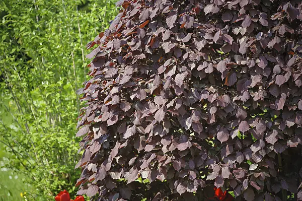 517166 - Filbert (Corylus maxima 'Purpurea')