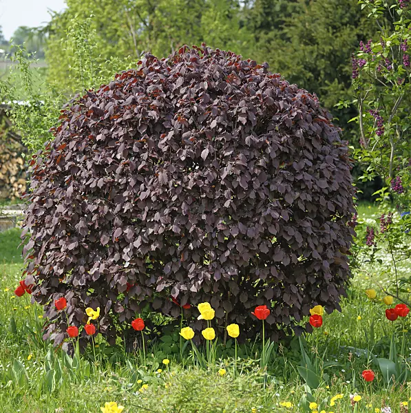 517165 - Filbert (Corylus maxima 'Purpurea') and tulips (Tulipa)