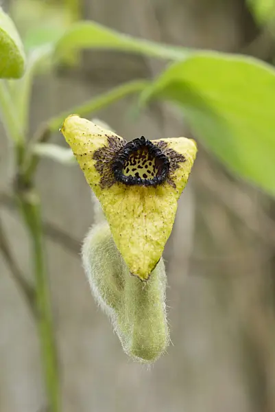 557021 - Filzige Pfeifenwinde (Aristolochia tomentosa)