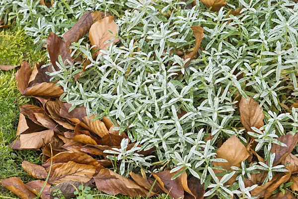 550030 - Filziges Hornkraut (Cerastium tomentosum)