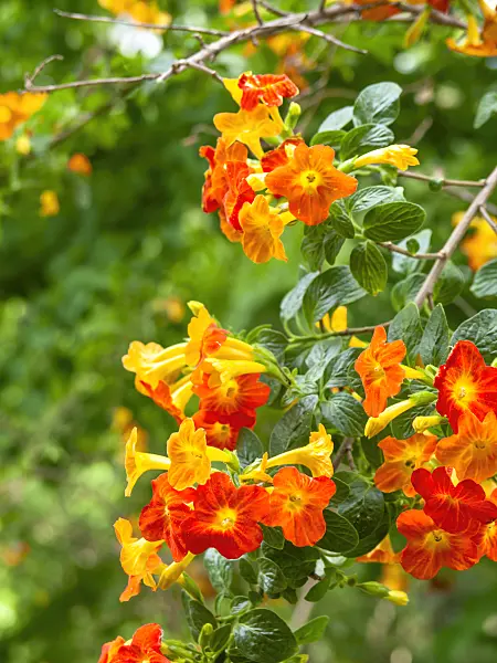 437352 - Fire bush (Streptosolen jamesonii)