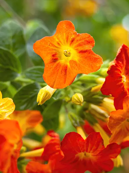 437353 - Fire bush (Streptosolen jamesonii)