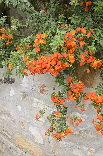 533116 - Fire bush (Streptosolen jamesonii)