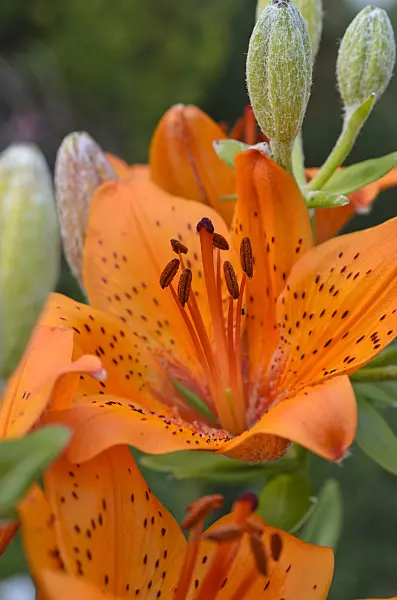 496346 - Fire lily (Lilium bulbiferum)