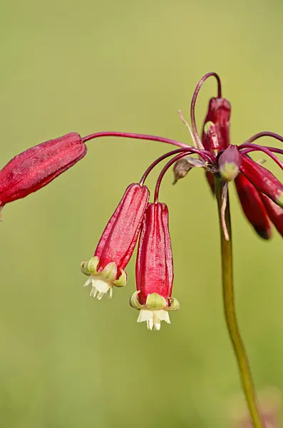 521160 - Firecracker flower (Dichelostemma ida-maia)