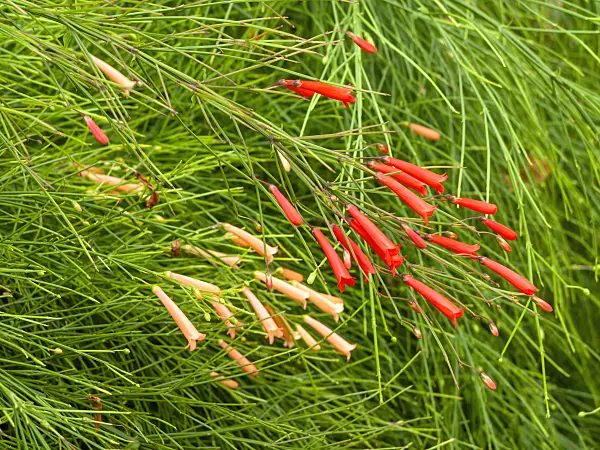 434266 - Firecracker plant (Russelia equisetiformis)