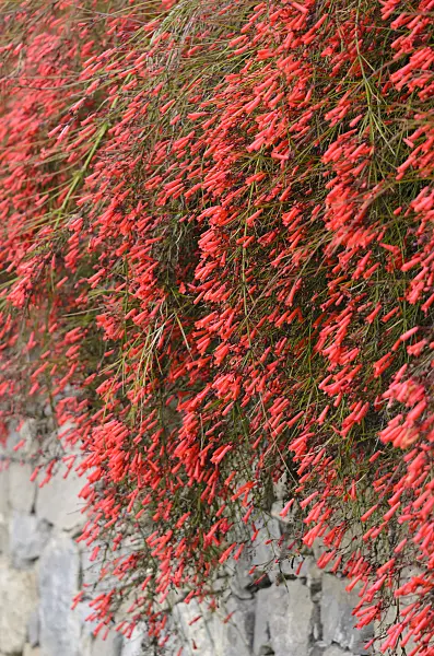 533052 - Firecracker plant (Russelia equisetiformis)