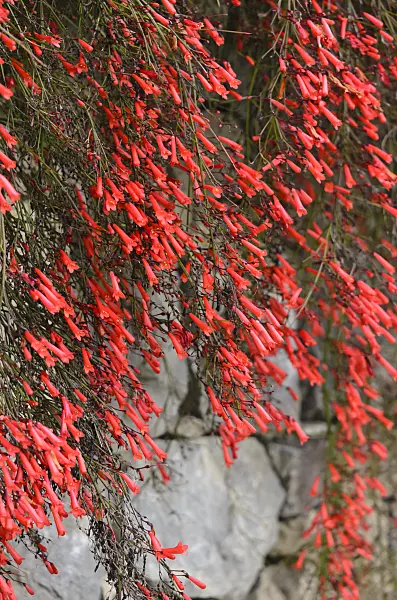 533053 - Firecracker plant (Russelia equisetiformis)