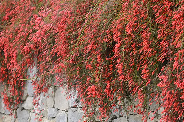 533054 - Firecracker plant (Russelia equisetiformis)