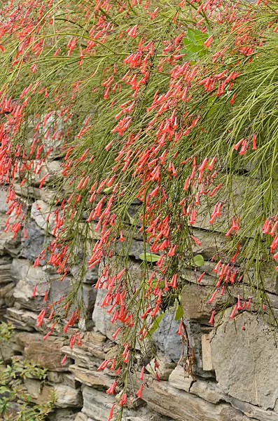 533120 - Firecracker plant (Russelia equisetiformis) in a stone wall