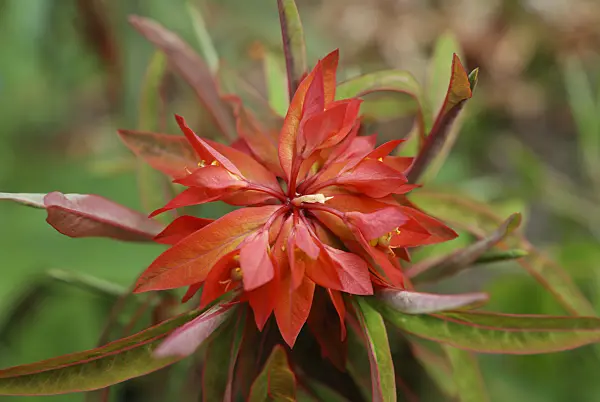 471164 - Fireglow spurge (Euphorbia griffithii 'Dixter')