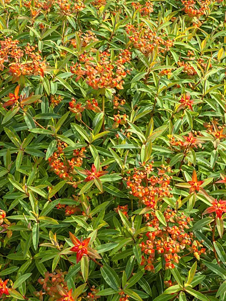 426073 - Fireglow spurge (Euphorbia griffithii 'Fireglow')
