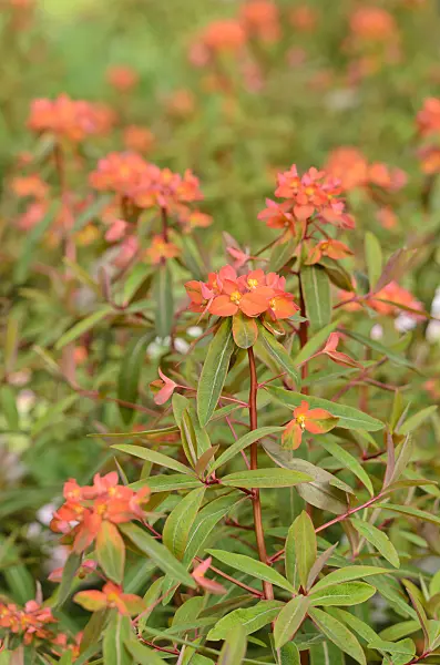 520305 - Fireglow spurge (Euphorbia griffithii 'Fireglow')