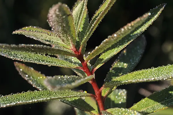 430230 - Fireglow spurge (Euphorbia griffithii 'Great Dixter')