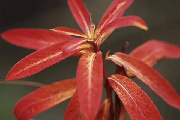 430239 - Fireglow spurge (Euphorbia griffithii 'Great Dixter')
