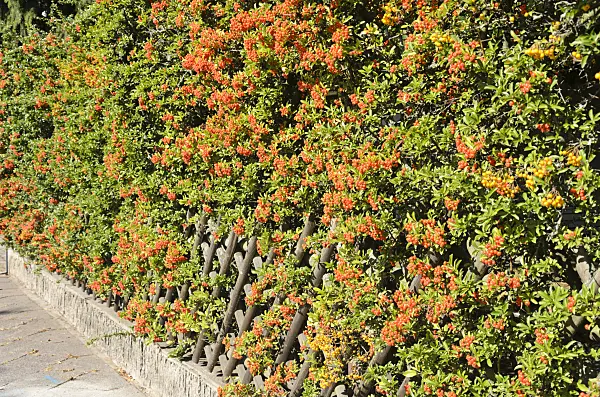 548073 - Firethorn (Pyracantha)