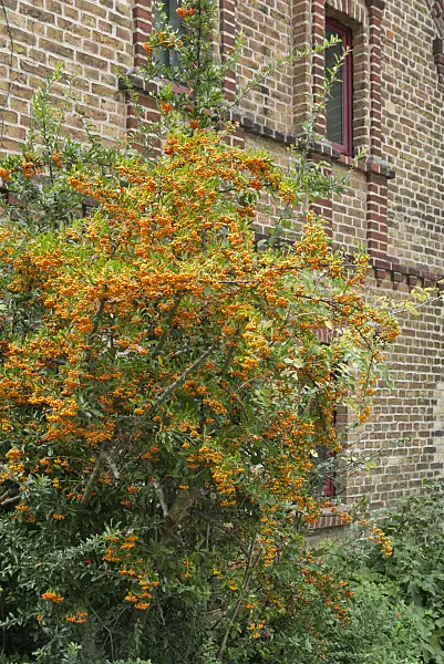 548114 - Firethorn (Pyracantha)