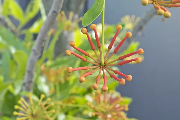 550008 - Firewheel tree (Stenocarpus sinuatus)