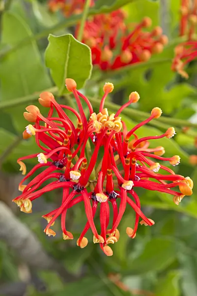 551014 - Firewheel tree (Stenocarpus sinuatus)