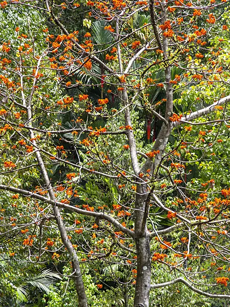 434358 - Firmiana malayana