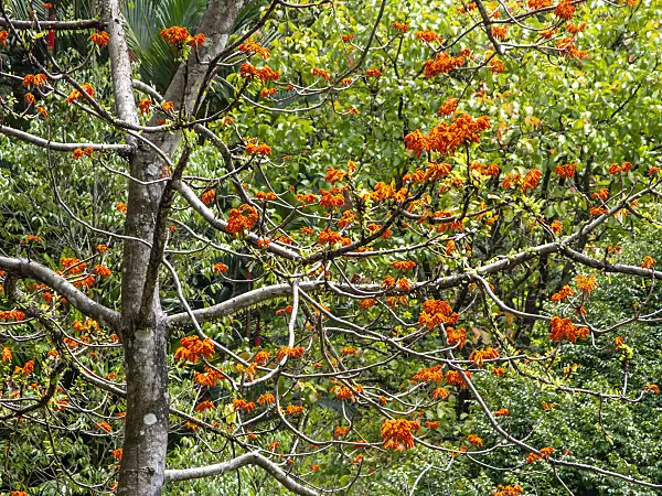 434359 - Firmiana malayana