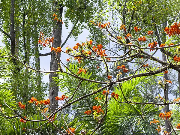 434361 - Firmiana malayana