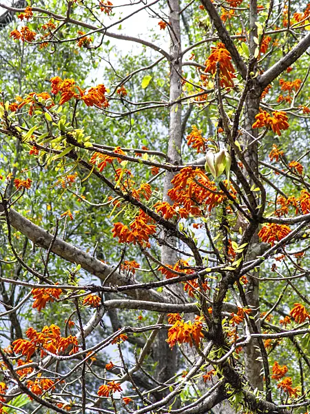434362 - Firmiana malayana