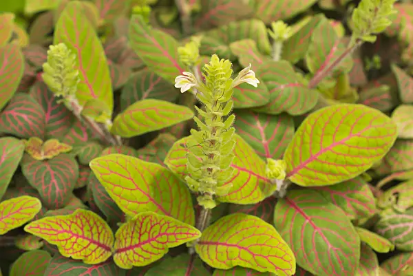 573122 - Fittonia