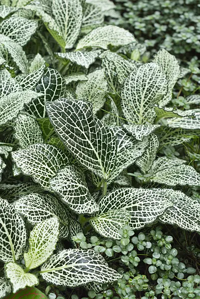 551031 - Fittonia albivenis syn. Fittonia verschaffeltii