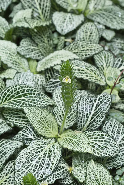 559139 - Fittonia albivenis syn. Fittonia verschaffeltii