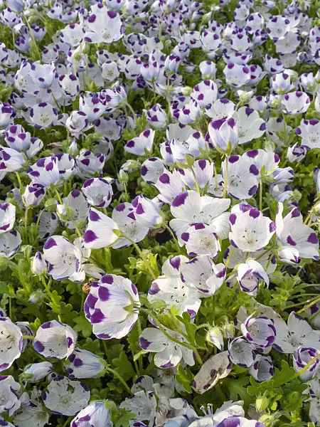 401230 - Five spot (Nemophila maculata)