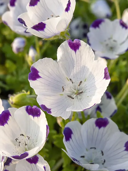 448055 - Five spot (Nemophila maculata)