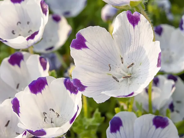 448056 - Five spot (Nemophila maculata)