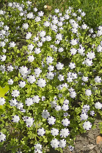610011 - Five spot (Nemophila maculata)