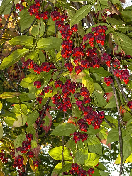 405053 - Flachstieliger Spindelstrauch (Euonymus planipes)