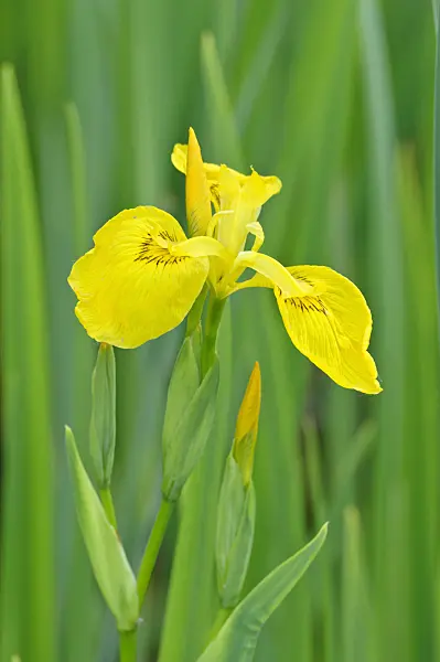 472301 - Flag iris (Iris pseudacorus)