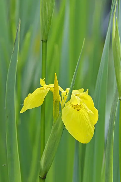 472302 - Flag iris (Iris pseudacorus)