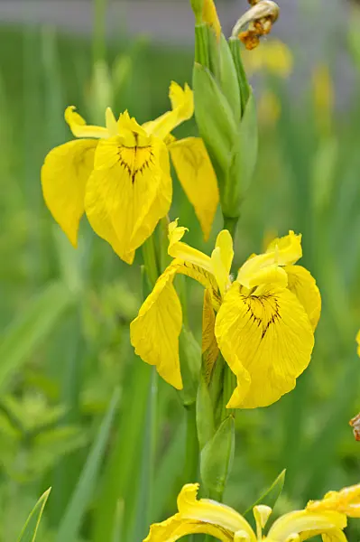 472309 - Flag iris (Iris pseudacorus)