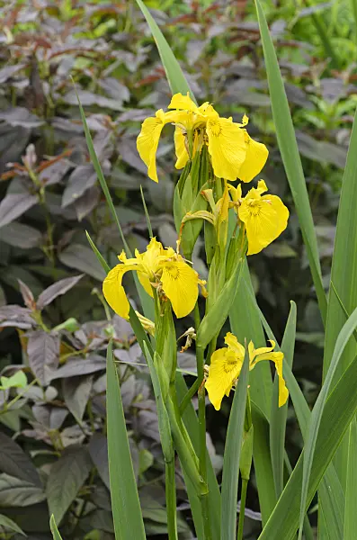 496387 - Flag iris (Iris pseudacorus)