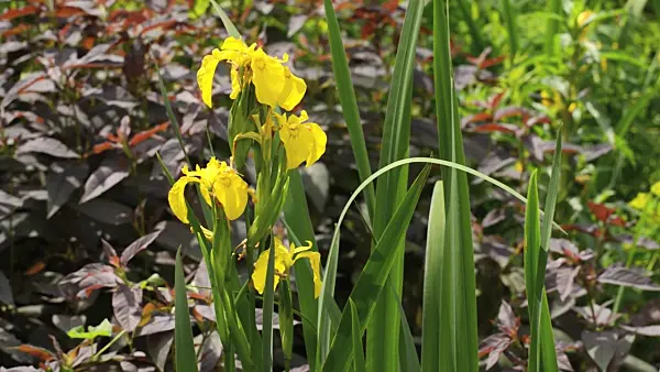 496412 - Flag iris (Iris pseudacorus)