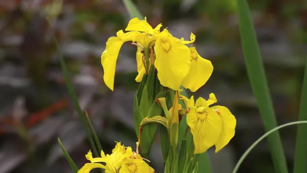 496413 - Flag iris (Iris pseudacorus)