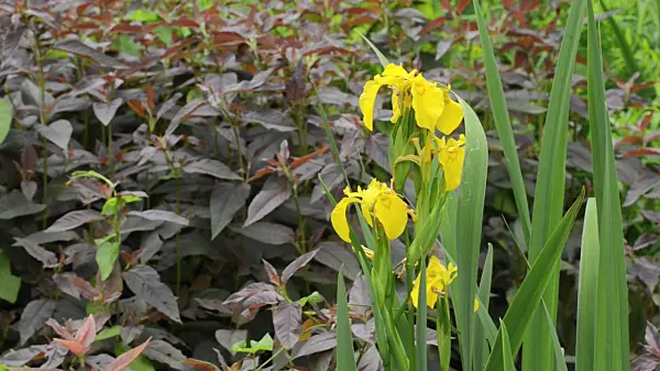 496414 - Flag iris (Iris pseudacorus)