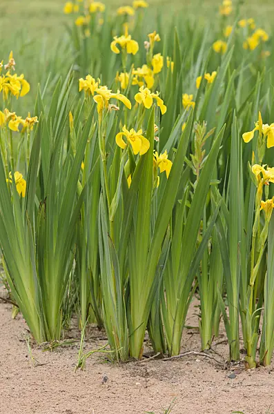 533385 - Flag iris (Iris pseudacorus)