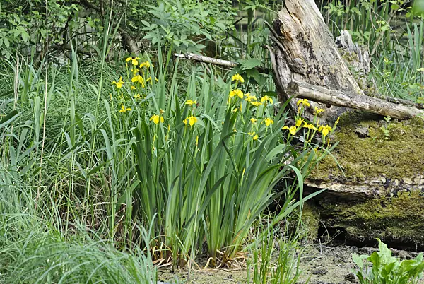 545004 - Flag iris (Iris pseudacorus)