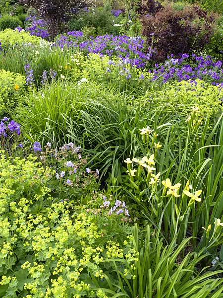 426076 - Flag iris (Iris pseudacorus), lady's mantle (Alchemilla mollis) and cranesbill (Geranium x magnificum)