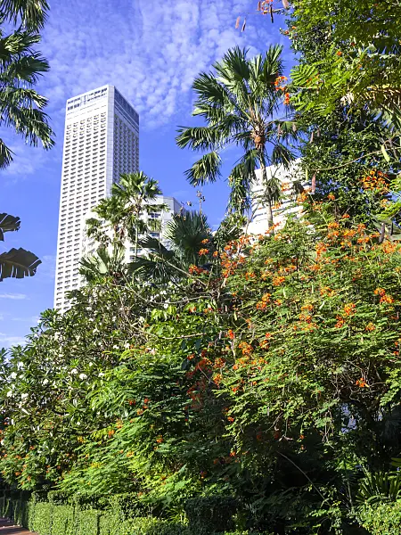 434102 - Flamboyant (Caesalpinia pulcherrima), Singapour