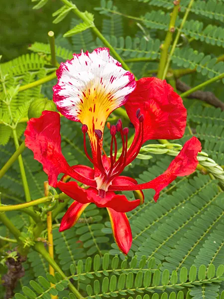 411154 - Flamboyant (Delonix regia)