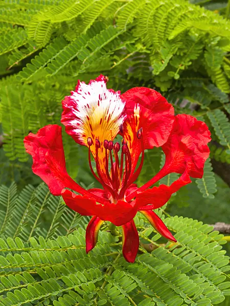 411155 - Flamboyant (Delonix regia)
